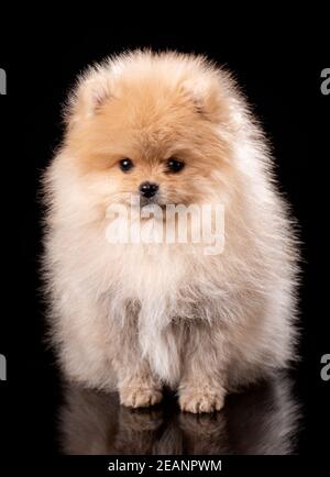 Ritratto di uno Spitz Pomeraniano seduto su sfondo nero. Foto Stock