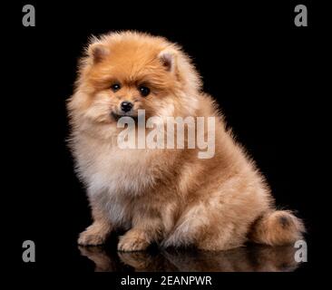 Carino cucciolo di spitz pomeraniano seduto su uno sfondo nero. Foto Stock