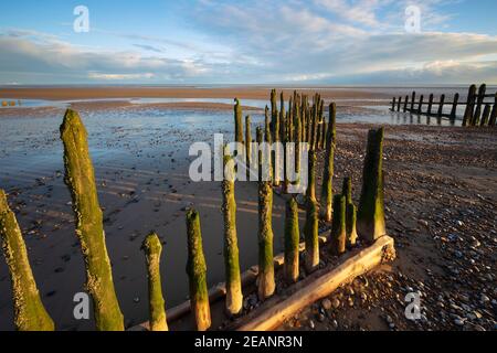 Rotting pali di legno eretti di vecchie difese marine sulla spiaggia di Winchelsea, Winchelsea, Sussex orientale, Inghilterra, Regno Unito, Europa Foto Stock