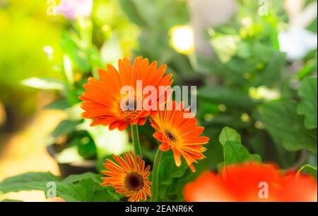 Fiori di gerbera arancio su sfondo sfocato di foglie verdi in giardino. Piante da giardino decorative o come fiori recisi. Delicati petali arancioni di gerbera. Giardino floreale con luce del sole del mattino. Closeup natura. Foto Stock