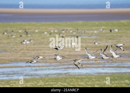 Gruppo di curlew (Numenius arquata) che sorvola le paludi saline che confinano con l'estuario del fiume Severn, Gloucestershire, Inghilterra, Regno Unito, Europa Foto Stock