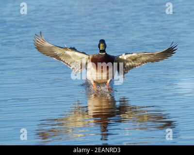 Mallard (Anas platyrhynchos) drake atterra su una piscina di paludi al crepuscolo, Gloucestershire, Inghilterra, Regno Unito, Europa Foto Stock
