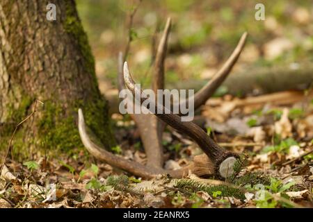 Capannone di cervo rosso caduto sulle foglie da un albero nella foresta. Foto Stock