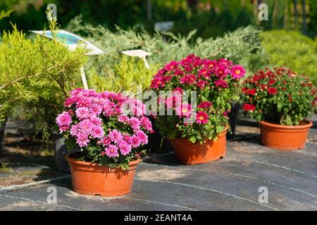Negozio di giardino con fiori. Cespugli con crisantemi porpora, rosso e rosa in pentole nel negozio di giardino. Vivaio di piante e alberi per il giardinaggio. Foto Stock