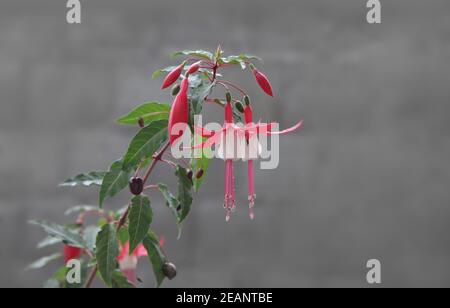 Estate fioritura rosa Fuchsia fiori appesi Foto Stock