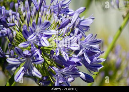 Agapanthus fiorito blu in un giardino a Goettingen, Germania Foto Stock