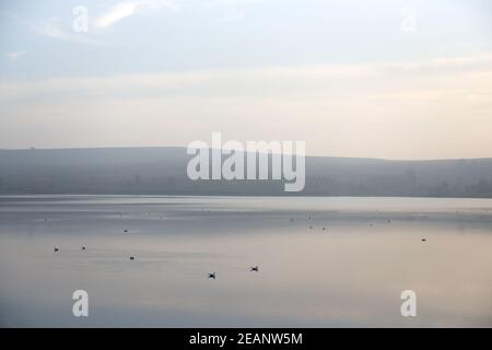 Immagine tranquilla e rurale di molti uccelli che riposano sulla calma acqua del serbatoio Foto Stock