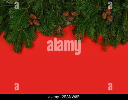 Primo piano su rami freschi dell'albero di Natale sopra il rosso Foto Stock