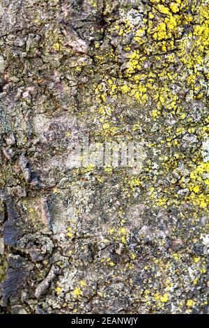 Vicino la corteccia di albero texture Foto Stock