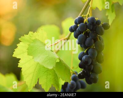 Foglie verdi fresche e uve blu mature sono appese nel giardino estivo Foto Stock