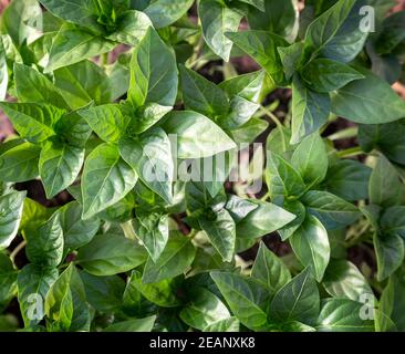 Piantine di peperoni nella serra. Foto Stock