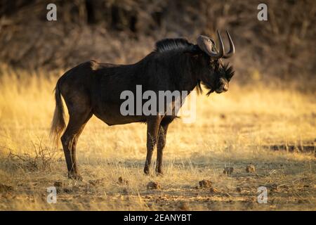 Black wildebeest si erge sull'erba nel profilo Foto Stock