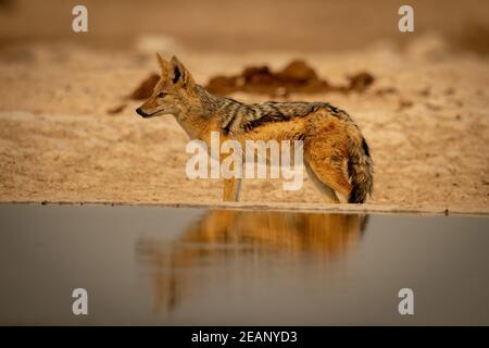 Il jackal con retro nero si erge in profilo da waterhole Foto Stock