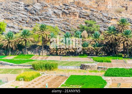 Rovine abbandonate del villaggio di Riwaygh AS-Safil con un'oasi sotto sulla strada tra al Hambra e Jebel Shams, Sultanato di Oman Foto Stock