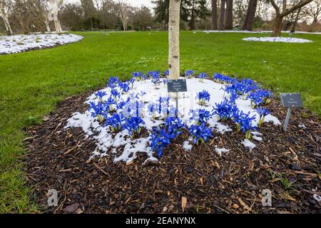 Piccolo blu reale Iris reticolata 'Harmony' crescere attraverso la neve nel RHS Garden, Wisley, Surrey in inverno Foto Stock