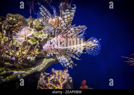 Red Lionfish Underwater Isole Cayman, animale, pinna animale, fauna selvatica, caccia agli animali. Pterois è un genere di pesci venosi di specie invasive Foto Stock