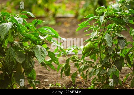 Cespugli verdi di pepe dolce crescono in un giardino estivo. Foto Stock