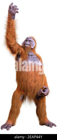 Orangutan 3D rendering su bianco Foto Stock