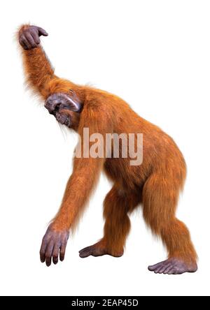 Orangutan 3D rendering su bianco Foto Stock