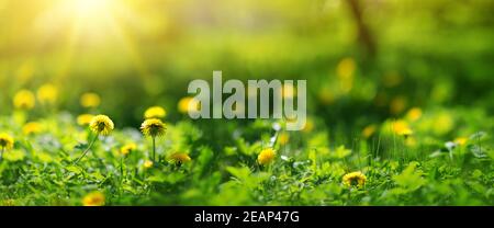 Campo con il tarassaco. Primo piano della molla gialla fiori Foto Stock
