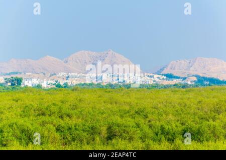 Zone umide di Mascate, la capitale dell'Oman Foto Stock