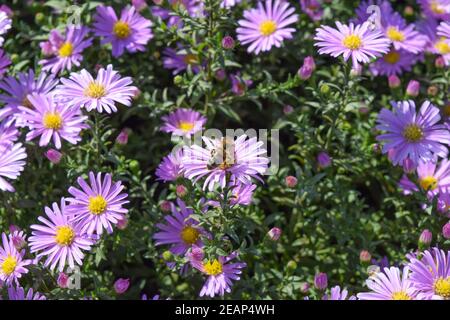Bee bere il nettare di una luce fiori viola. Foto Stock