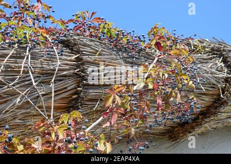 Le bacche sono un Parthenocissus Foto Stock