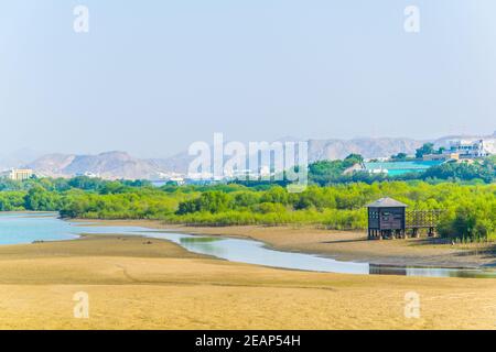 Zone umide di Mascate, la capitale dell'Oman Foto Stock