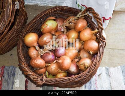 I bulbi di cipolle in un cesto Foto Stock