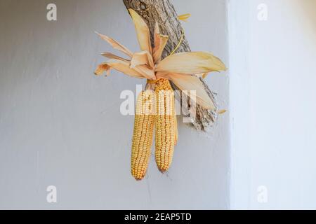 Appendere le orecchie di mais giallo Foto Stock