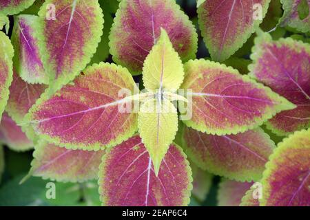 Primo piano dello stabilimento di Coleus Foto Stock