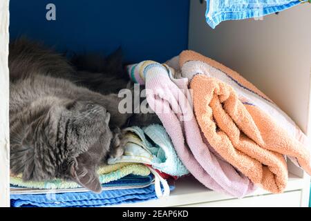 Il gatto dorme nell'armadio sulla mensola con cose Foto Stock