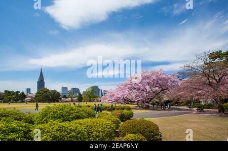 Tokyo, Giappone i giapponesi hanno festa, pic-nic sotto gli alberi sakura in piena fioritura in primavera al parco Ueno, Hanami ciliegia fiore festa stupefacente Foto Stock