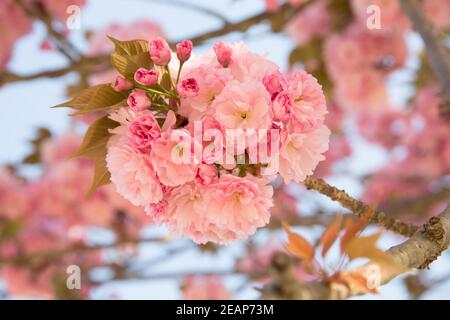 Splendido albero fiorito in primavera. Primavera, sfondi, fiore di ciliegia, fiore, stagioni dell'albero Foto Stock