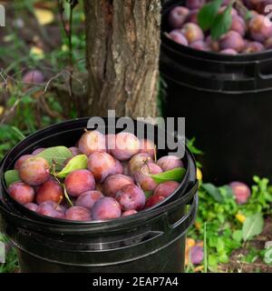 Prugne fresche appena raccolte dall'albero in secchi di plastica in piedi vicino ad un albero nel giardino all'aperto Foto Stock