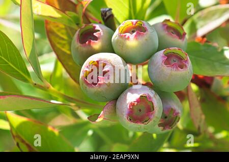 Macro di un grappolo di mirtilli verdi Foto Stock