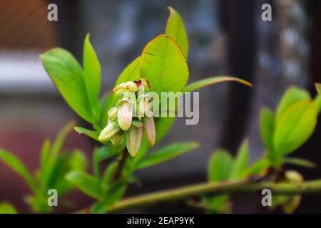 Vista laterale dei fiori di mirtillo chiusi su un ramo Foto Stock