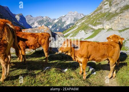 Mucche in pascoli alpini, Pralognan la Vanoise, Alpi francesi Foto Stock