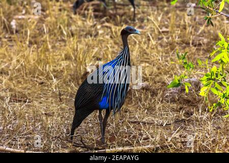 Faraona. Blue Bird del Kenya. Africa Foto Stock