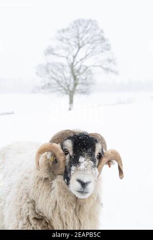 Swalledale ram nella neve Foto Stock