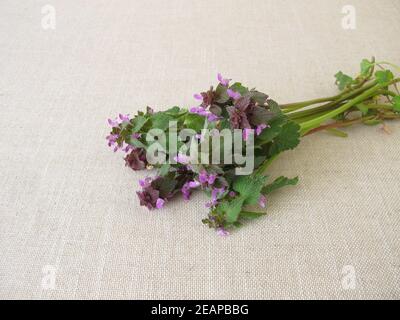 Un bouquet di erbe con ortica viola morta, purpureo di Lamium Foto Stock