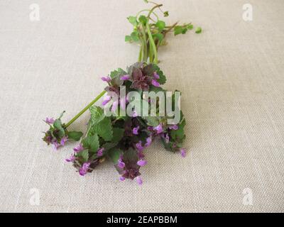 Un bouquet di erbe con ortica viola morta, purpureo di Lamium Foto Stock