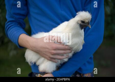 Immagine del corpo intero di un pollo di silkie portato contro a. ponticello blu Foto Stock