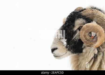 Swalledale ram nella neve Foto Stock