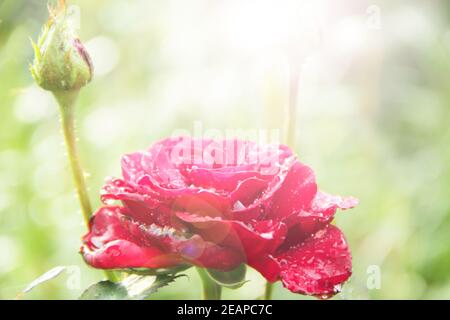 Rosa rossa in giardino al sole su sfondo verde sfocato Foto Stock