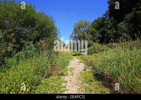 Infiltrazione del Danubio nei pressi di Immendingen Foto Stock