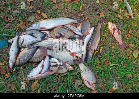 Croci e pichi catturati su erba verde. Carpe e pike di pesce fresco Foto Stock