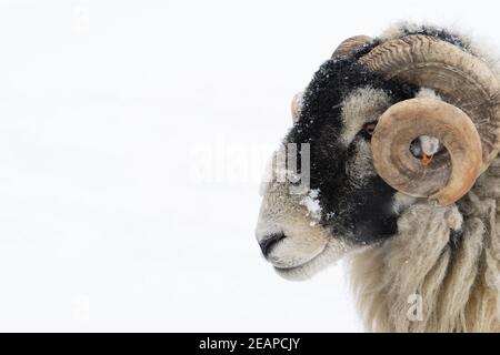 Swalledale ram nella neve Foto Stock