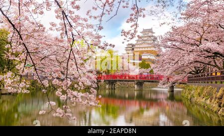 Castello di Himeji con la stagione dei fiori di ciliegio sakura Foto Stock