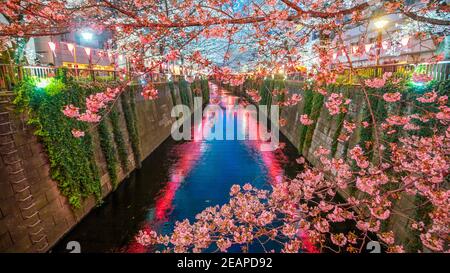 Fioritura dei ciliegi al canale Meguro di Tokyo, Giappone Foto Stock